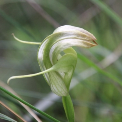Pterostylis baptistii (King Greenhood) at Moruya, NSW - 5 Oct 2020 by LisaH