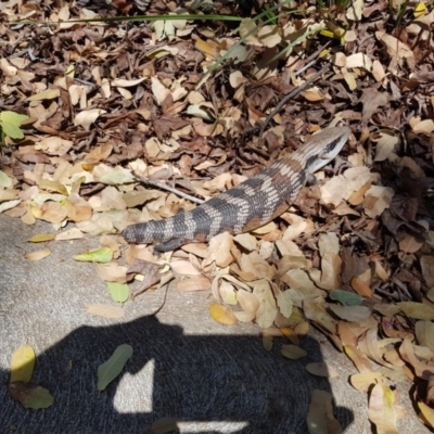 Tiliqua scincoides scincoides (Eastern Blue-tongue) at O'Connor, ACT - 4 Oct 2020 by jpittock