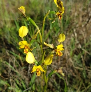 Diuris nigromontana at O'Connor, ACT - suppressed