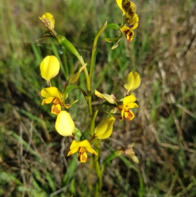 Diuris nigromontana (Black Mountain Leopard Orchid) at Dryandra St Woodland - 2 Oct 2020 by jpittock