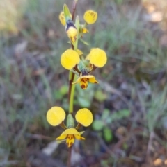 Diuris nigromontana (Black Mountain Leopard Orchid) at O'Connor, ACT - 2 Oct 2020 by jpittock