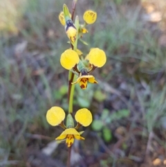 Diuris nigromontana (Black mountain leopard orchid) at Point 114 - 2 Oct 2020 by jpittock