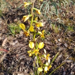 Diuris nigromontana (Black Mountain Leopard Orchid) at O'Connor, ACT - 2 Oct 2020 by jpittock