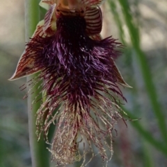 Calochilus platychilus (Purple Beard Orchid) at Black Mountain - 2 Oct 2020 by BronClarke