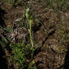 Hymenochilus bicolor (Black-tip Greenhood) at Black Mountain - 2 Oct 2020 by BronClarke