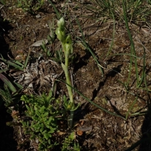 Hymenochilus bicolor (ACT) = Pterostylis bicolor (NSW) at Downer, ACT - 2 Oct 2020