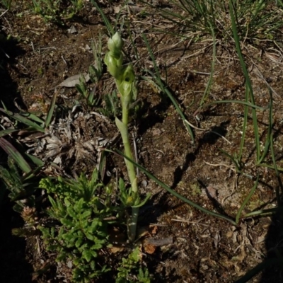 Hymenochilus bicolor (ACT) = Pterostylis bicolor (NSW) (Black-tip Greenhood) at Downer, ACT - 2 Oct 2020 by BronClarke