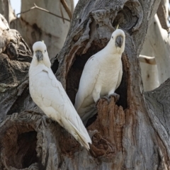 Cacatua galerita (Sulphur-crested Cockatoo) at Googong, NSW - 5 Oct 2020 by WHall