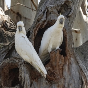 Cacatua galerita at Googong, NSW - 5 Oct 2020