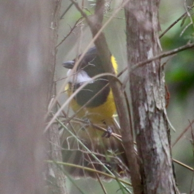 Pachycephala pectoralis (Golden Whistler) at Broulee Moruya Nature Observation Area - 4 Oct 2020 by LisaH