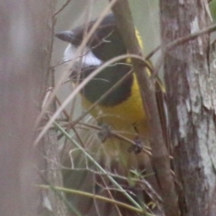 Pachycephala pectoralis at Moruya, NSW - 5 Oct 2020