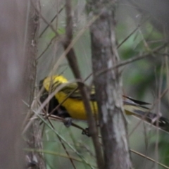 Pachycephala pectoralis at Moruya, NSW - 5 Oct 2020