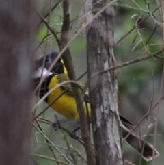 Pachycephala pectoralis at Moruya, NSW - 5 Oct 2020