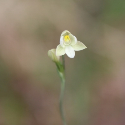 Thelymitra carnea (Tiny Sun Orchid) at Moruya, NSW - 5 Oct 2020 by LisaH