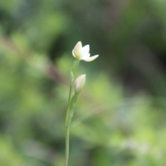 Thelymitra carnea at Moruya, NSW - suppressed