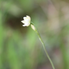 Thelymitra carnea at Moruya, NSW - suppressed