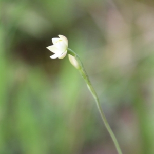 Thelymitra carnea at Moruya, NSW - suppressed