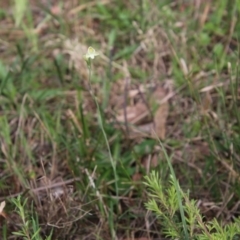 Thelymitra carnea at Moruya, NSW - 5 Oct 2020