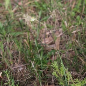 Thelymitra carnea at Moruya, NSW - suppressed