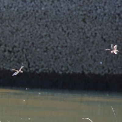 Hemicordulia tau (Tau Emerald) at Tuggeranong Creek to Monash Grassland - 4 Oct 2020 by RodDeb