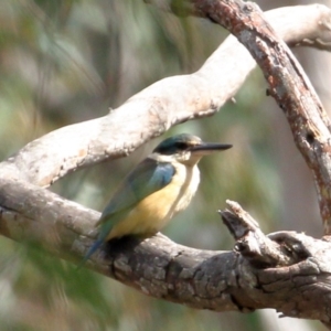 Todiramphus sanctus at Penrose State Forest - 5 Oct 2020 09:41 AM