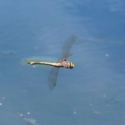 Anax papuensis (Australian Emperor) at Isabella Pond - 4 Oct 2020 by RodDeb