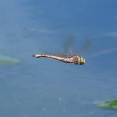 Anax papuensis at Monash, ACT - 4 Oct 2020