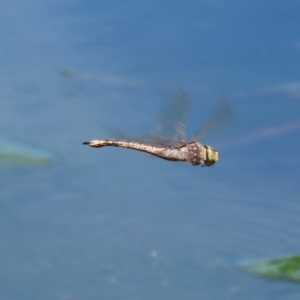 Anax papuensis at Monash, ACT - 4 Oct 2020