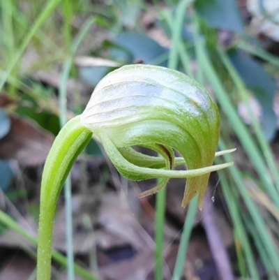 Pterostylis nutans (Nodding Greenhood) at Cotter River, ACT - 4 Oct 2020 by shoko