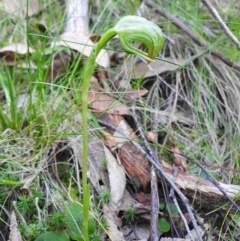 Pterostylis nutans at Cotter River, ACT - 4 Oct 2020