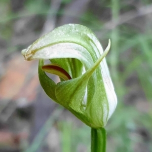 Pterostylis curta at Cotter River, ACT - 4 Oct 2020