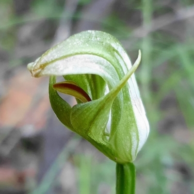 Pterostylis curta (Blunt Greenhood) at Cotter River, ACT - 4 Oct 2020 by shoko