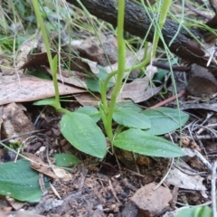 Pterostylis curta at Cotter River, ACT - 4 Oct 2020