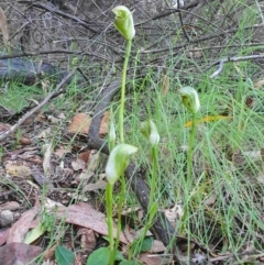 Pterostylis curta at Cotter River, ACT - 4 Oct 2020