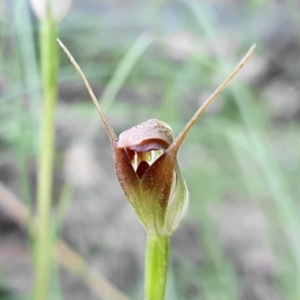 Pterostylis pedunculata at Cotter River, ACT - 4 Oct 2020