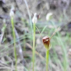 Pterostylis pedunculata at Cotter River, ACT - 4 Oct 2020