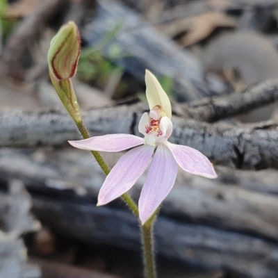 Caladenia carnea (Pink Fingers) at Lower Cotter Catchment - 4 Oct 2020 by shoko