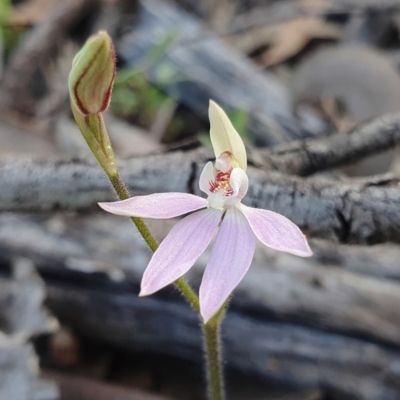 Caladenia carnea (Pink Fingers) at Paddys River, ACT - 5 Oct 2020 by shoko