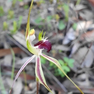 Caladenia parva at Cotter River, ACT - 5 Oct 2020