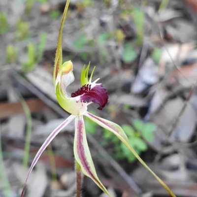 Caladenia parva (Brown-clubbed Spider Orchid) at Lower Cotter Catchment - 4 Oct 2020 by shoko
