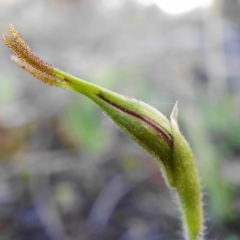 Caladenia parva at Cotter River, ACT - 5 Oct 2020