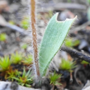 Caladenia parva at Cotter River, ACT - 5 Oct 2020