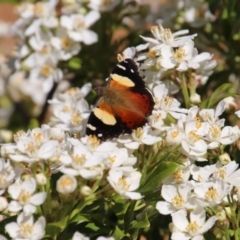 Vanessa itea (Yellow Admiral) at Calwell, ACT - 24 Sep 2020 by DonLimn
