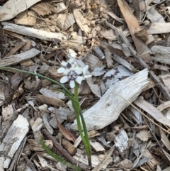 Wurmbea dioica subsp. dioica (Early Nancy) at Weston, ACT - 4 Oct 2020 by AliceH