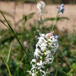 Stackhousia monogyna at Surf Beach, NSW - 2 Oct 2020