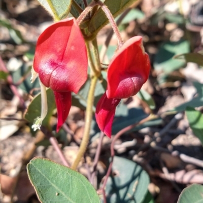 Kennedia rubicunda (Dusky Coral Pea) at Surf Beach, NSW - 2 Oct 2020 by LyndalT