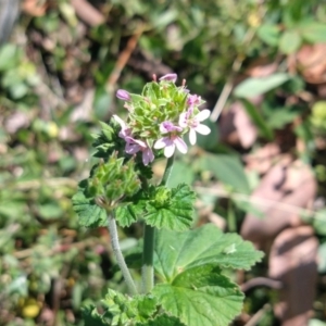 Pelargonium australe at Surf Beach, NSW - 2 Oct 2020 12:57 PM