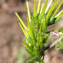 Pelargonium australe at Surf Beach, NSW - 2 Oct 2020 12:57 PM