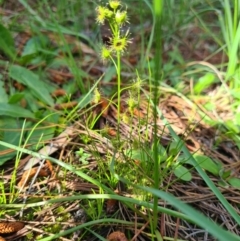 Drosera (genus) (A Sundew) at Macarthur, ACT - 4 Oct 2020 by emgee