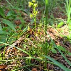 Drosera sp. (A Sundew) at Macarthur, ACT - 4 Oct 2020 by emgee